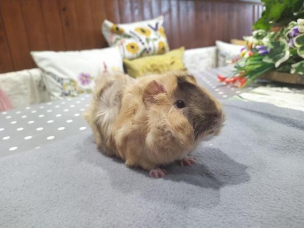 Image 8 of Rare male baby sheba guinea pig long haired