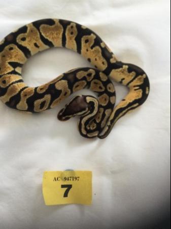 Image 9 of Mojave pastel het ghost baby ball python