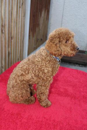 Image 1 of Proven Red Toy Poodle Stud Dog (Health Tested)