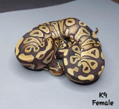 Image 33 of Various Hatchling Ball Python's CB23 - Availability List