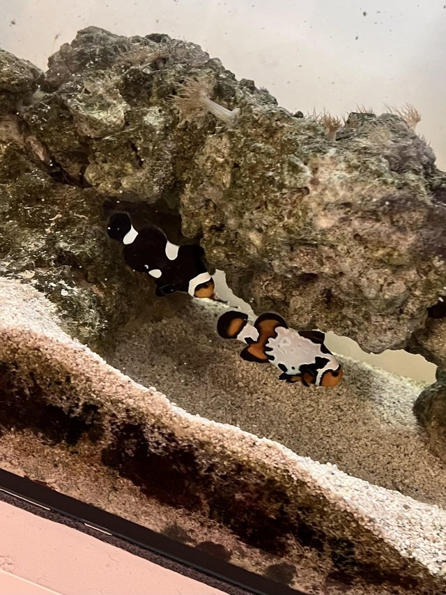 Preview of the first image of Pair of Clown Fish, one male, one female.