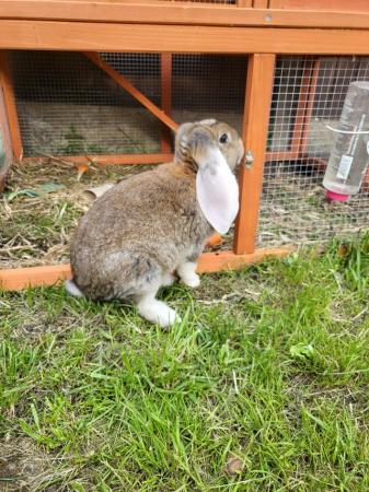 Image 5 of Giant full pedigree French lop baby rabbits