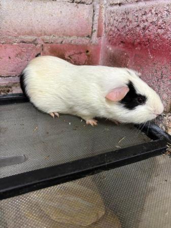 Image 5 of 6 male guinea pigs for sale from 3 months to 2 years