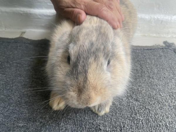Image 8 of Gorgeous 8 month old dwaf lop Bunny very playful
