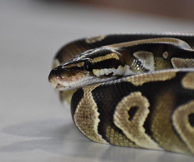 Preview of the first image of Mojave Ball python Royal python.