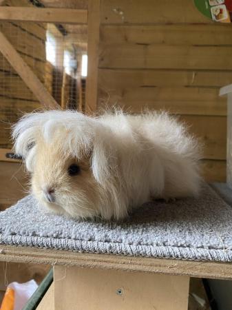 Image 1 of Pure Swiss guinea pig sow