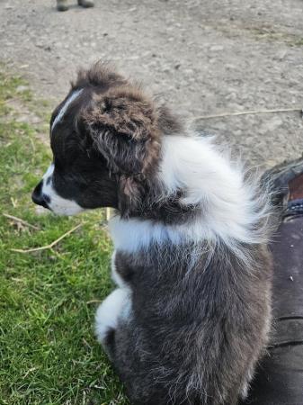 Image 10 of Beautiful border collie puppies