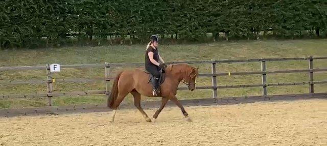 Preview of the first image of 13'2hh Welsh Section C Pony For Sale.