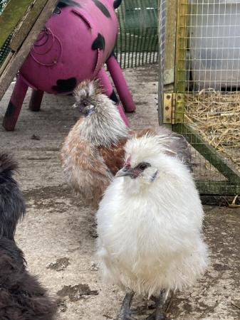 Image 3 of Silkie cockerels free to good homes