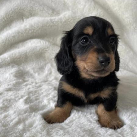 Image 8 of Long Haired Miniature Dachshund Puppies