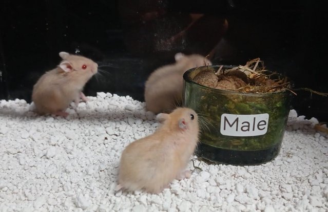 Image 19 of Baby Campbell's Hamsters