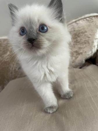 Image 6 of Pedigree blue point ragdolls ready to leave