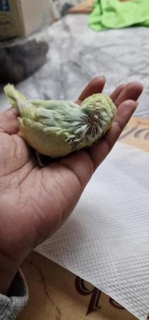Image 6 of Handreared budgie budgie for sale