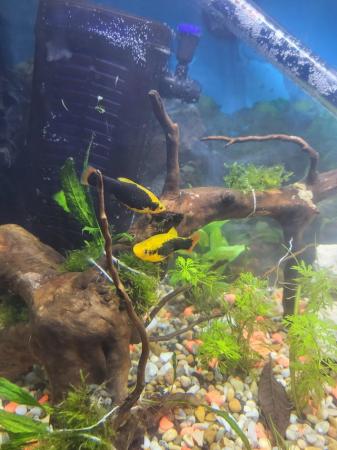 Image 1 of 1.50 each Platy fish for sale very pretty!!