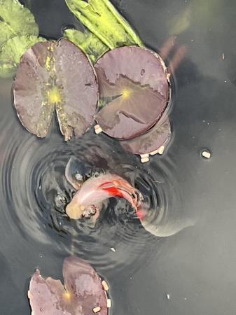 Image 6 of Pond fish - koi, carp, goldfish & pond