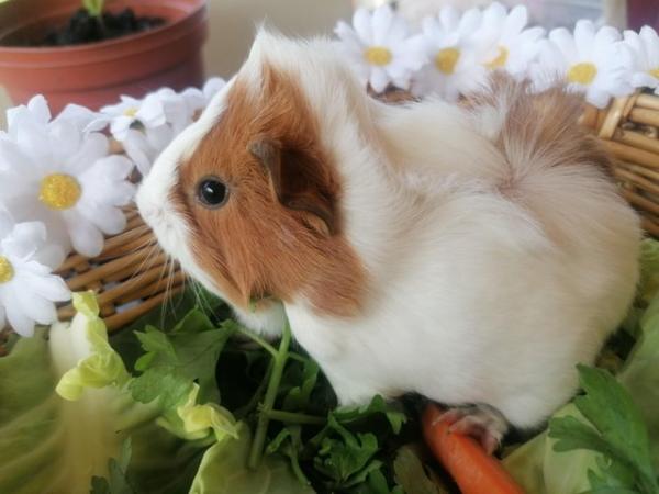 Image 2 of Two Fluffy Male Guinea Pigs