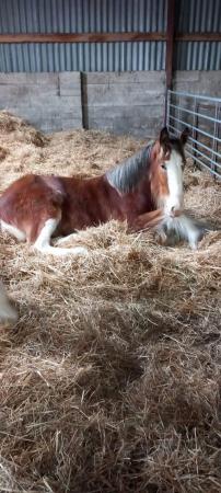 Image 2 of Clydesdale 2 yr old colt