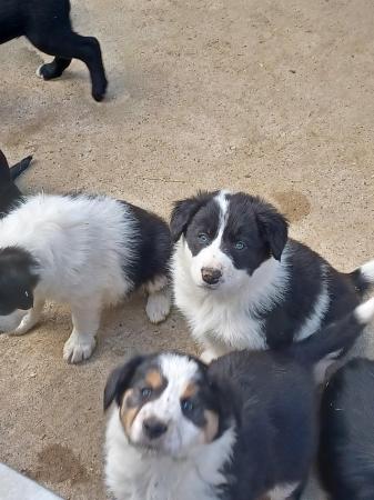 Image 11 of Border collie puppies farm reared