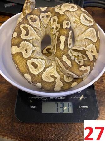 Image 15 of Various Royal Pythons - Reduced