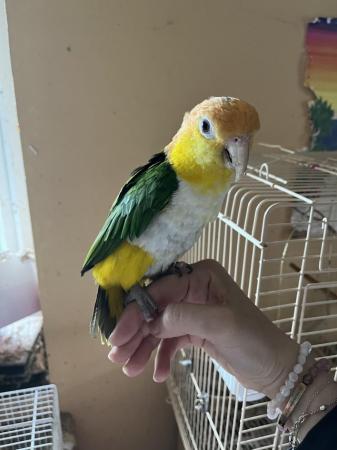 Image 5 of Lovely female caique for sale