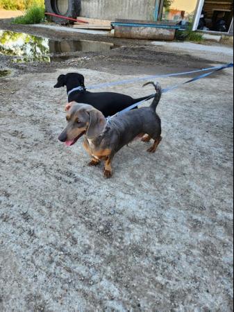 Image 2 of Dachshund Puppies 3 Boys 2 Girls