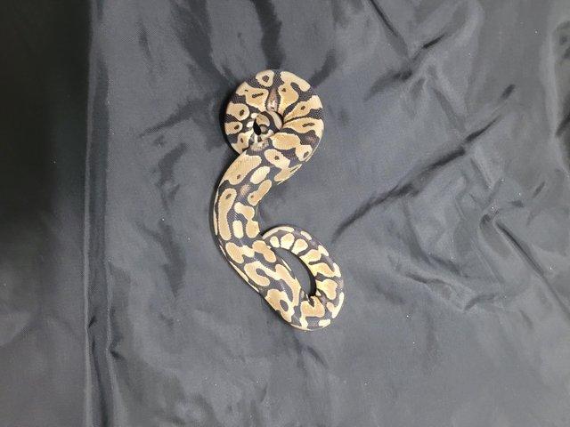 Preview of the first image of Cb23 royal pythons mojave, pied , pastel. Cinni pied.