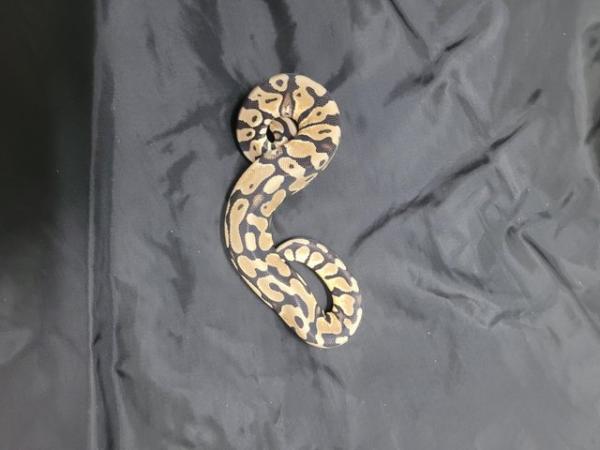 Image 1 of Cb23 royal pythons mojave, pied , pastel. Cinni pied