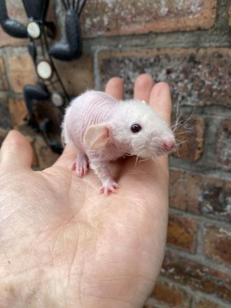 Image 3 of Baby Rex/Double Rex Rats