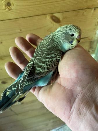 Image 4 of BEAUTIFUL BABY BUDGIES FOR SALE