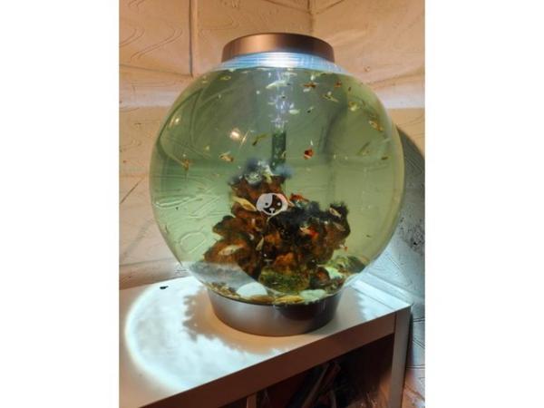 Image 1 of BiOrb, 60 litres, coldwater, with shoal of guppies