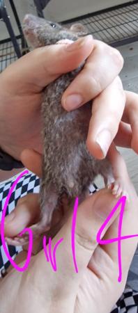 Image 8 of Friendly Female Rat Babies