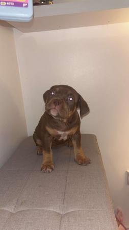 Image 5 of Pocket bully puppy for sale