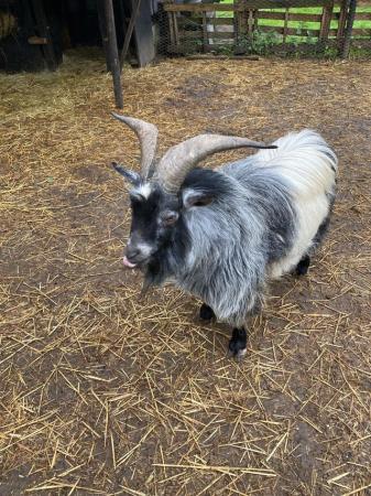 Image 2 of Pygmy *****Billy *****goat
