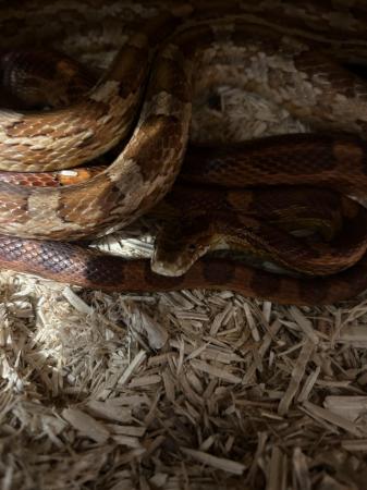 Image 4 of 2 x 5yr Old Corn Snakes for sale