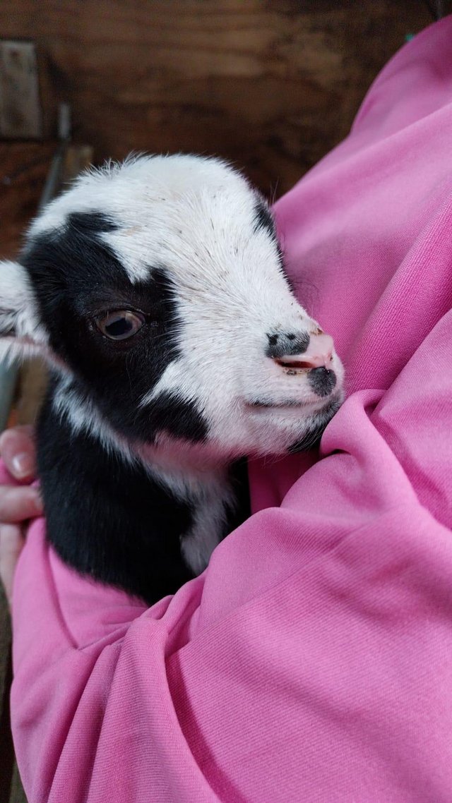 Preview of the first image of Pet Registered Pygmy Goat wether.