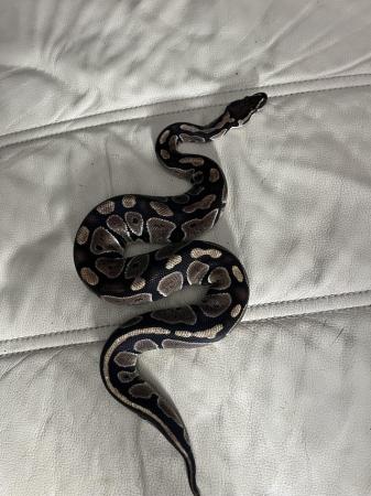 Image 3 of Normal baby ball python for sale