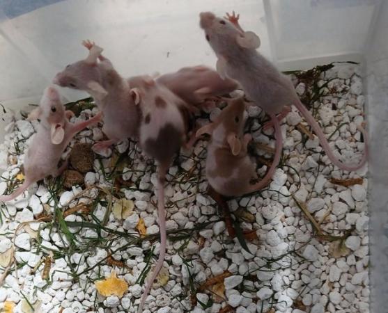 Image 3 of Naked , Tri coloured , curly coated , Fancy coloured mice