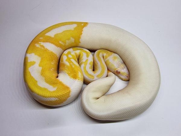 Image 5 of Albino pied royal / ball python female