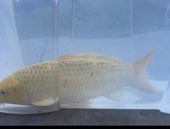 Image 2 of 2 Koi Carp for sale 14/18 inches