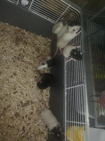 Image 2 of Dumbo rats males and female