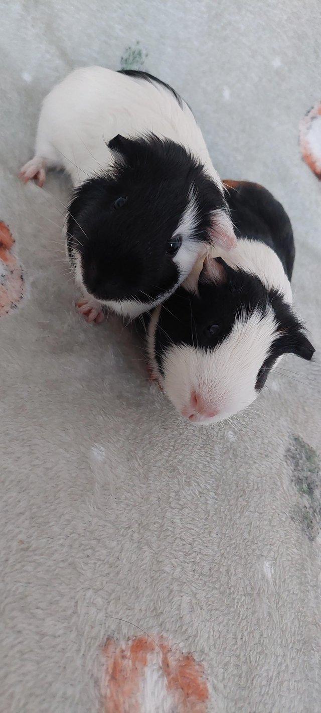 Preview of the first image of 3 female & 2 male Guinea pigs ?? (Seperated).
