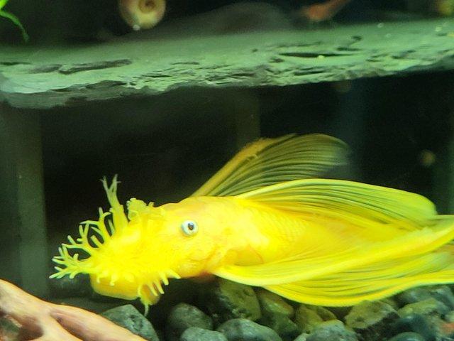 Preview of the first image of Male Long finned lemon blue eyed bristlenose.