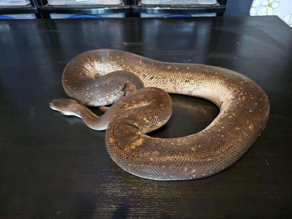 Image 1 of Ball pythons £75 ono each must go!