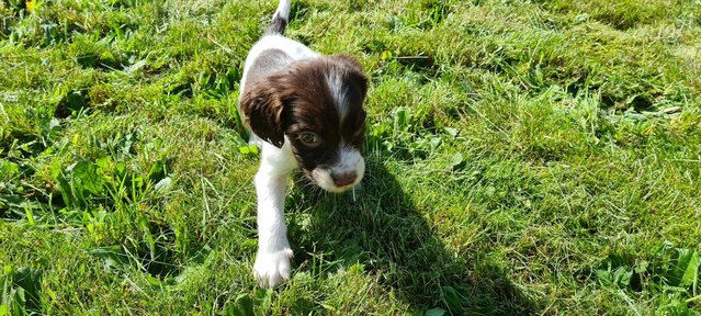 Image 1 of Champion line beautiful springer spaniels puppies