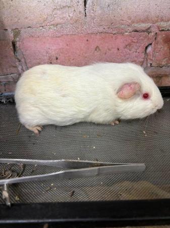 Image 2 of 6 male guinea pigs for sale from 3 months to 2 years