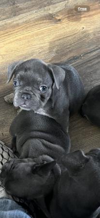 Image 8 of Frenchie bull dog pupsPictures available of mother and fat