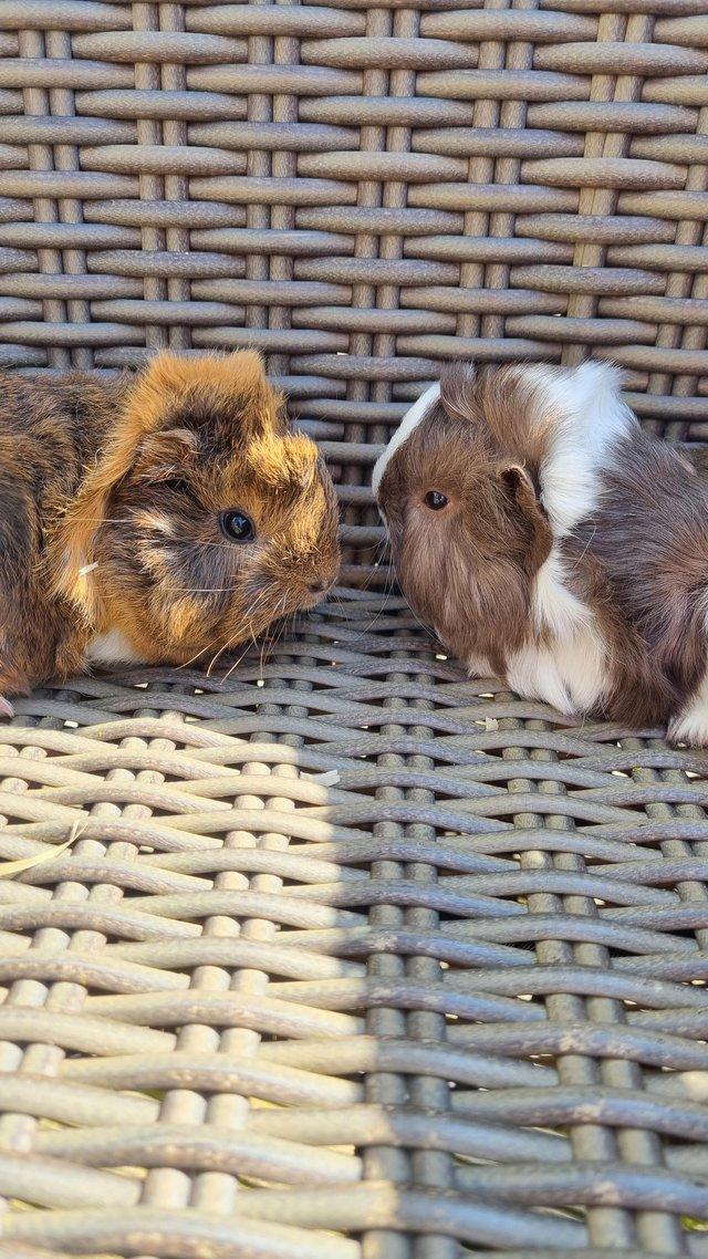 Preview of the first image of Peruvian Guinea Pig Baby Boys.