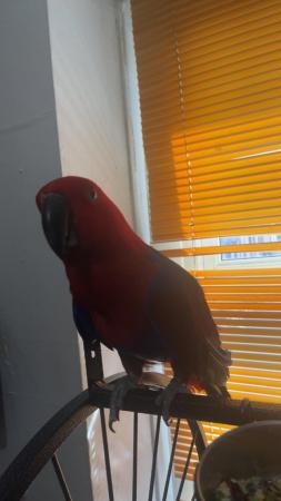 Image 3 of Female eclectus parrot for sale