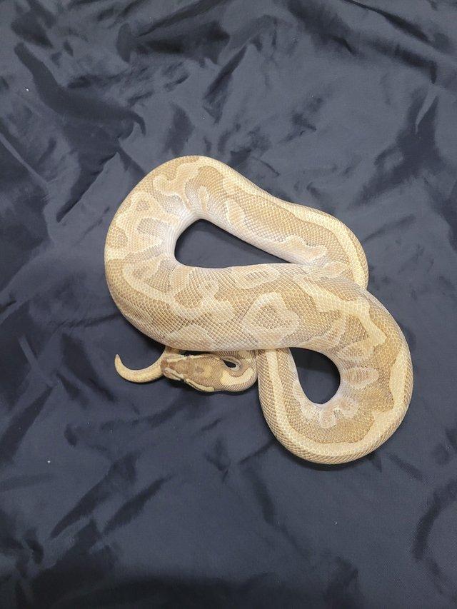 Preview of the first image of Pastel, butter , leopard royal python.