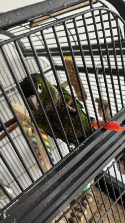 Image 4 of 15month green cheeked conure £250